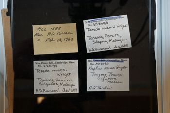 Media type: image;   Malacology 228098 Description: Digital documentation photo of preserved specimen.;